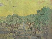 Vincent Van Gogh Olive Grove with Picking Figures (nn04) painting